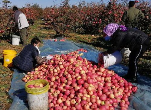 豬價(jià)玉米蘋果大跌，水產(chǎn)卻暴漲91%，背后原因何在？