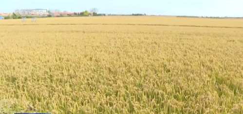 我國(guó)農(nóng)業(yè)保險(xiǎn)規(guī)模躍居全球前列，承保品種突破500個(gè)助力農(nóng)業(yè)穩(wěn)健發(fā)展