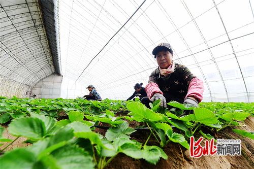 河北懷來(lái) 大棚草莓管護(hù)忙 特色種植助農(nóng)增收