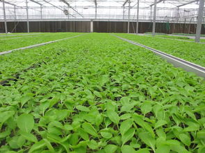 重磅福利助力鄉村振興 水產養殖引領現代農業發展