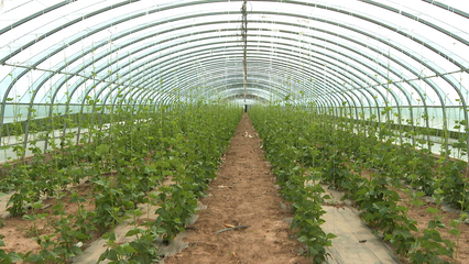 王鳳瑞帶隊調研廣靈黃花產業及設施農業，關注水產養殖發展