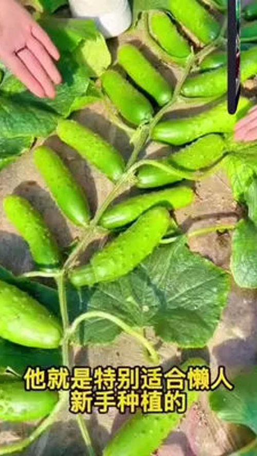 優(yōu)質(zhì)黃瓜苗種植 助力農(nóng)產(chǎn)品品質(zhì)提升與農(nóng)業(yè)可持續(xù)發(fā)展