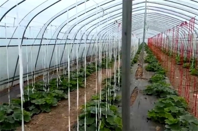 靈石縣南關鎮 堅持黨建引領 凝聚發展合力 農產品種植