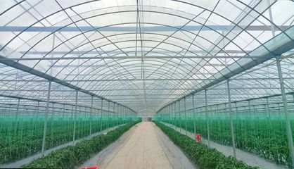 斜角村 以菜為基，以水為業(yè)，雙輪驅(qū)動(dòng)助力鄉(xiāng)村產(chǎn)業(yè)振興