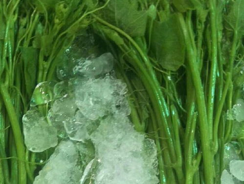 廣東云浮新建萬噸冷鏈物流基地，助力農產品保鮮與水產養殖升級