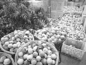 生態種養并舉，平武農產品走俏市場