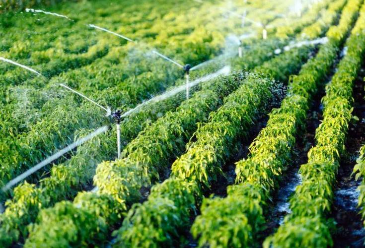 歸農商城 以庭院經濟為橋，連接家庭與市場的綠色田園