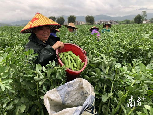 廣東始興 多措并舉穩供保產，筑牢省級“菜籃子”基地縣根基